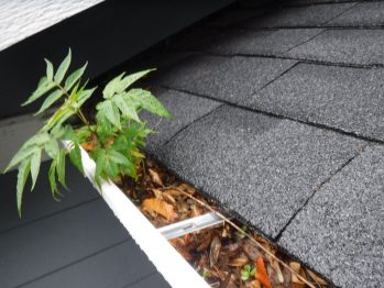Growing In Gutter Home Inspection
