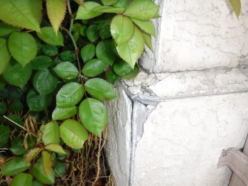 Plan Growth Near Home - Inspection
