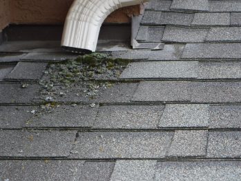 Moss on roof - Home Insepction